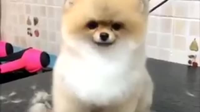 perrito tierno hermoso