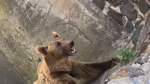 little bear eats candy