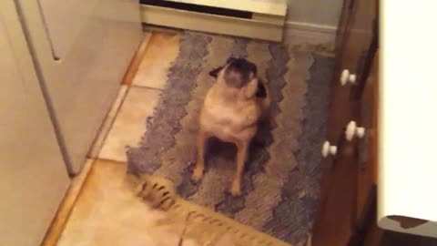 Pug Stops Laundry Disaster With Color Sorting Skills