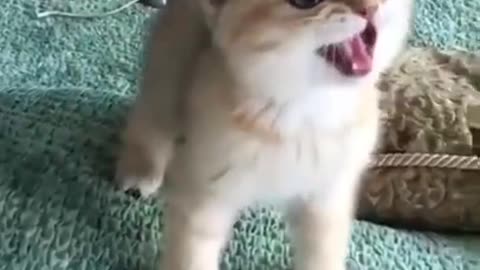 Little Cat Got Angry And Shouted On Me | Best Cute Cat !!