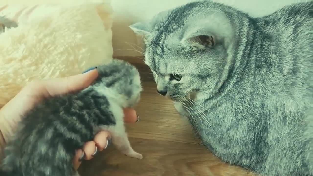 Váratlan felelősség