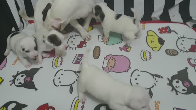 Cute small dogs with their mom