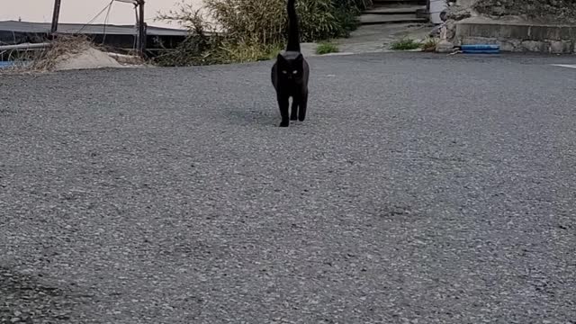 Quiz Is it a dog or a cat??