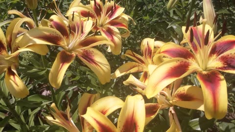 Big lily