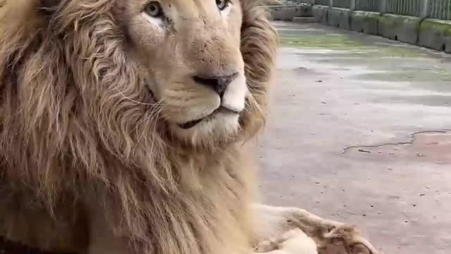 Big stupid lion