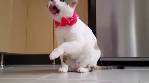 Cats are very clean, they are always washing their faces