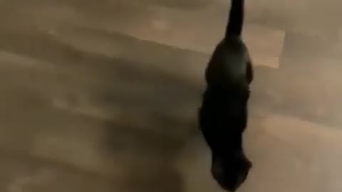 Cat traning video my bast
