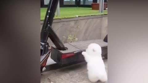 'Funnycats '