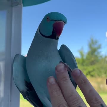 Goodness, a wave hello to my fans parrot kiwi bird talkingparrot cute thebluechicken