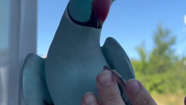 Goodness, a wave hello to my fans parrot kiwi bird talkingparrot cute thebluechicken