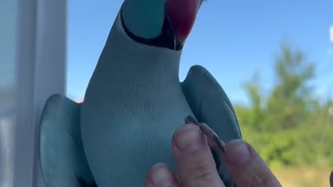 Goodness, a wave hello to my fans parrot kiwi bird talkingparrot cute thebluechicken