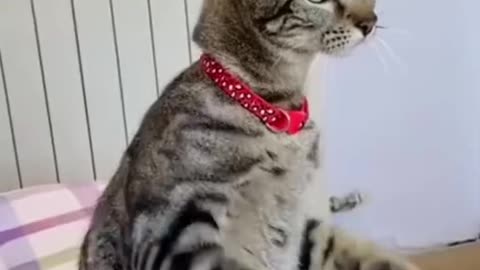 #funny #cat