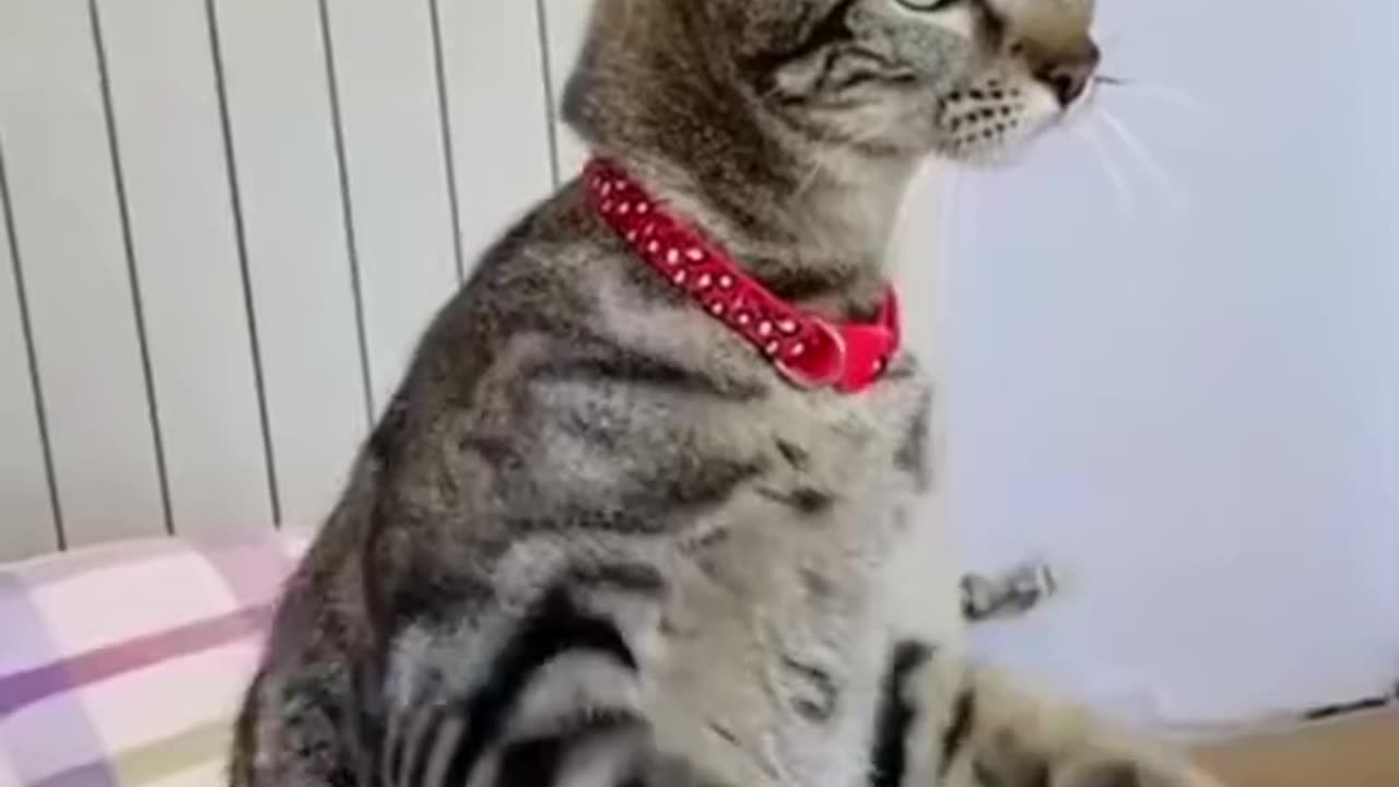 #funny #cat
