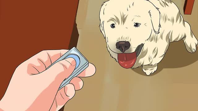 Train Your Dog from Running out of Your House