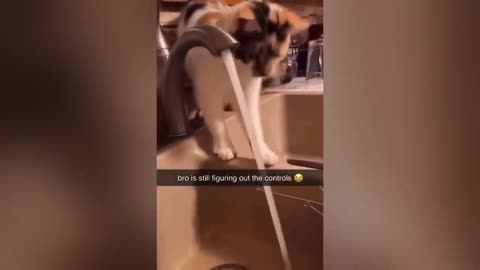 funny videos