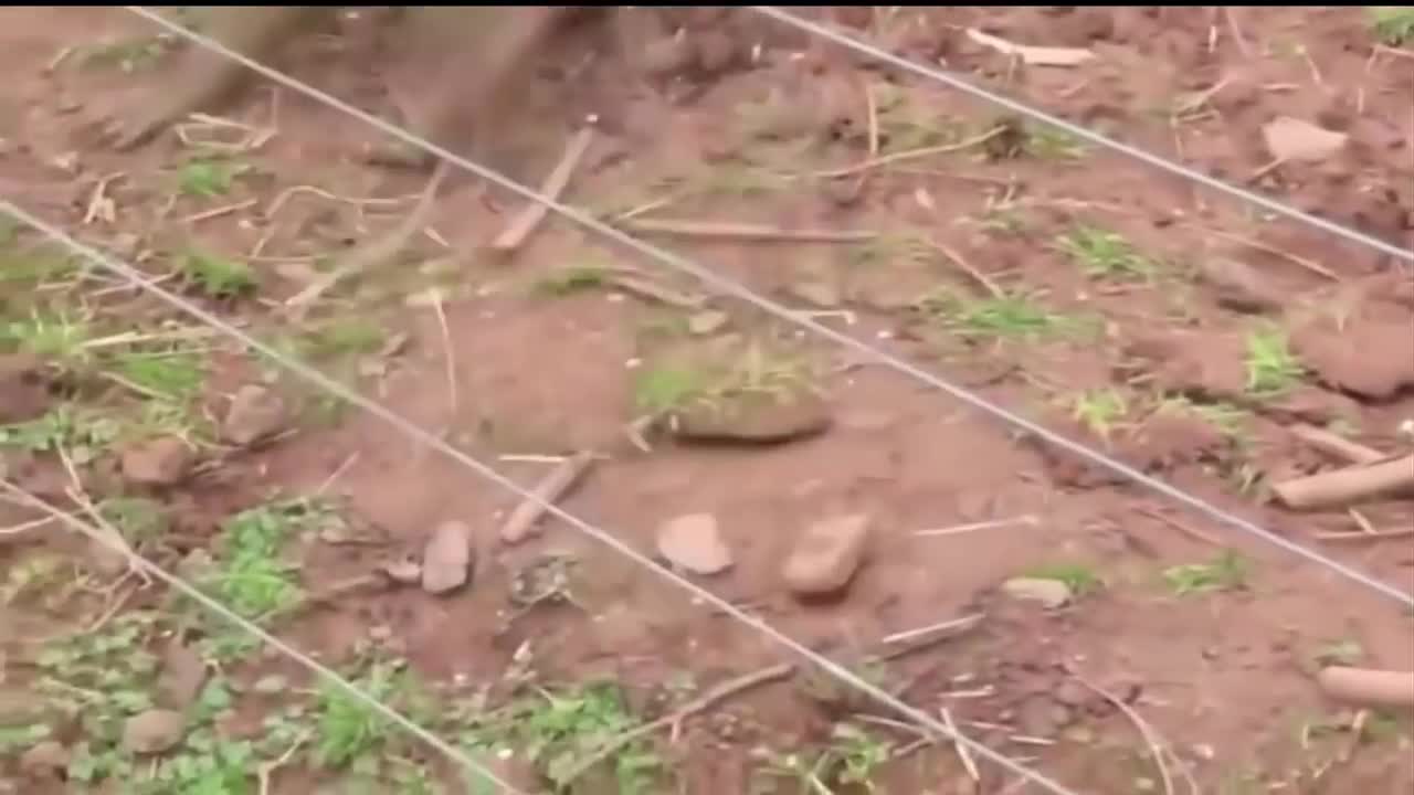 Animals Getting Shocked with Funny Sound Effects
