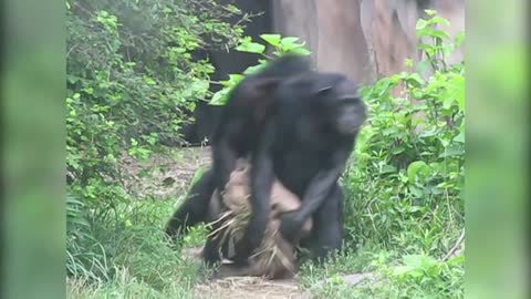 FUNNY MONKEYS 2 Fun, Pranks, Jokes, Humor