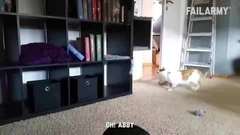 Funny Cat Fails - Funny Cat Compilation - FailArmy