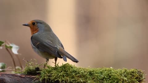 6 beautiful birds video