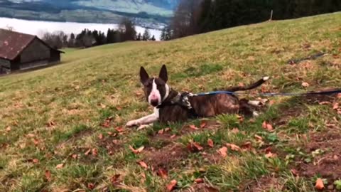 Adorable Bull Terrier humorously crawls on his belly