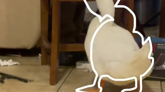 Anotherone#loop#outlinetrend#duck