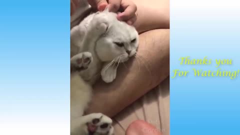 Watch My Cats Funny Reaction