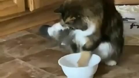 Cats funny videos 🤣🤣🤣