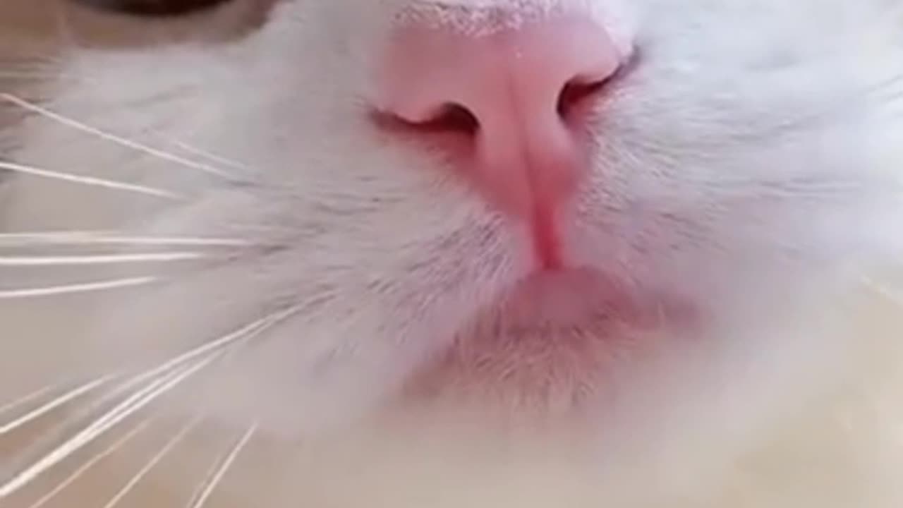 Cute cat