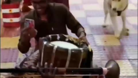 Funny animals 😄hub,funny animals club youtube, 🤣, funny animals dancing 💃😄, funny animals fighting 😄