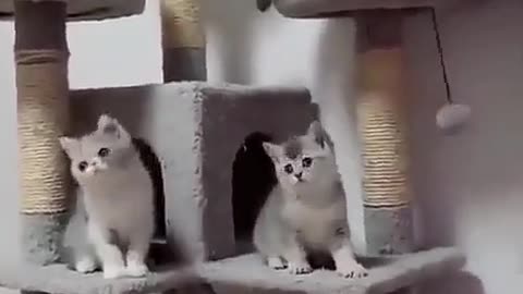 Cats