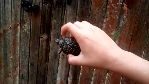 cute baby turtle freaks when he's in air