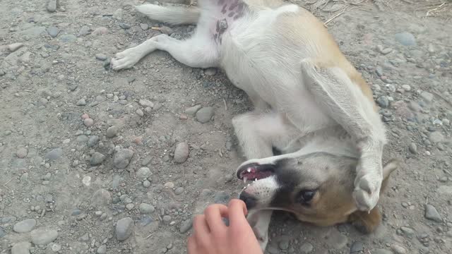 passing by made friends with a well mannered dog