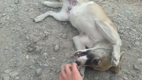 passing by made friends with a well mannered dog