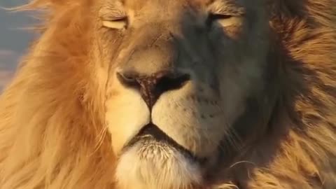 It’s feels good to be King 🦁