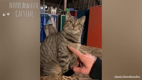Funny cats every days