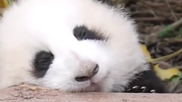 Cute baby panda