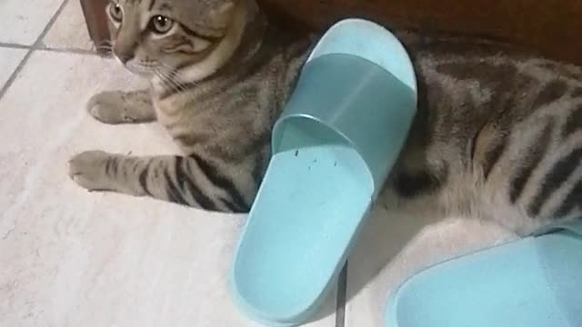 Information about cats - animal cat facts and information about animals