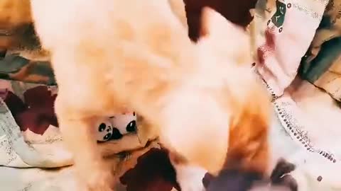 Rescued Puppy plays in Her new Home