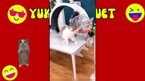 funny cat | try not to laugh