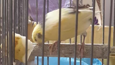 Mon oiseau 🐦