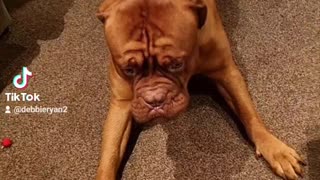 Danger ginger hippo attacks
