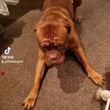 Danger ginger hippo attacks