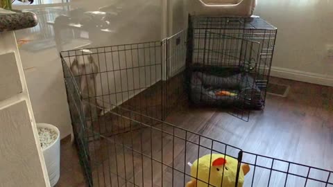 Not a Pretty Prison Break