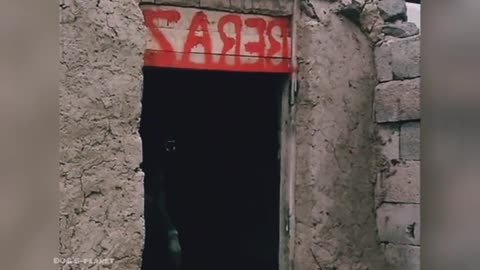 Dangerous dog