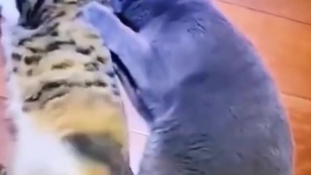The Two Funny Cats Are Doing That
