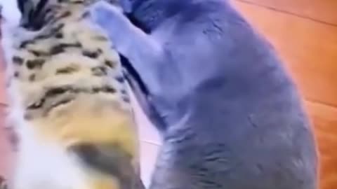 The Two Funny Cats Are Doing That