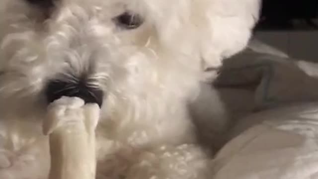 A puppy who enthusiastically chews gum