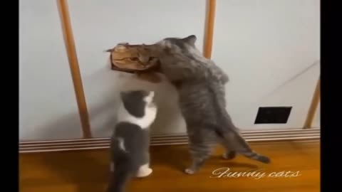 Cat Having Fun | Funny Cat 😝😆 | Funny Animals