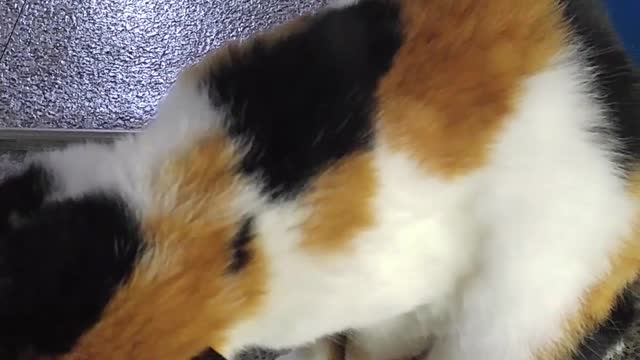 Cute tabby cat stretching and charming