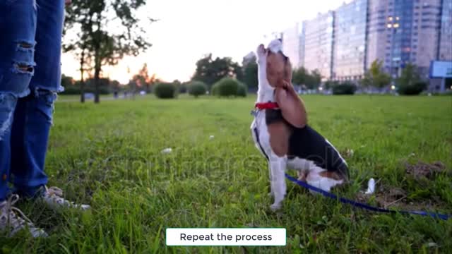 5 Easy Tricks You Can Teach Your Dog at Home